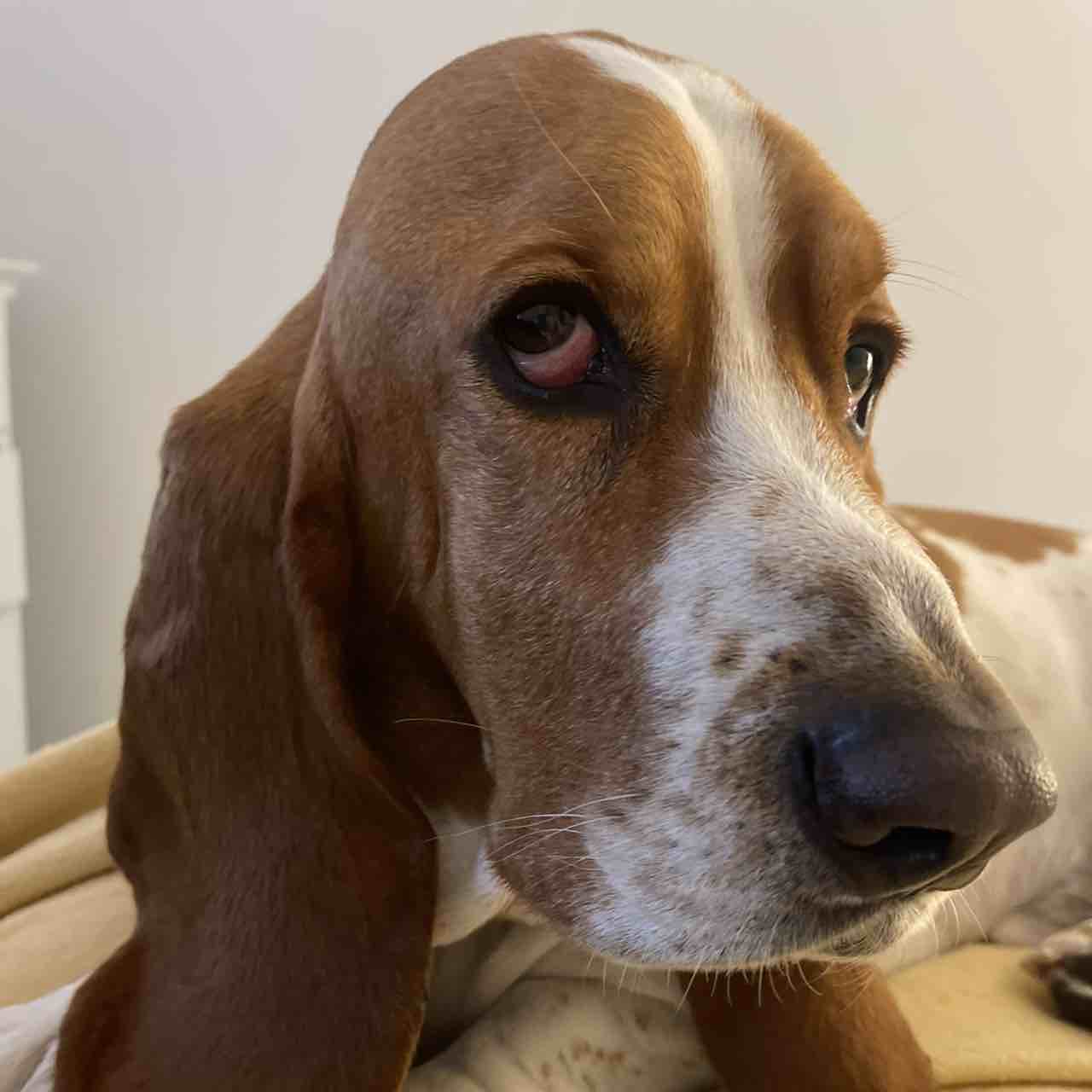 A picture of Fred, a 7 years 8 months old Basset Hound dog.