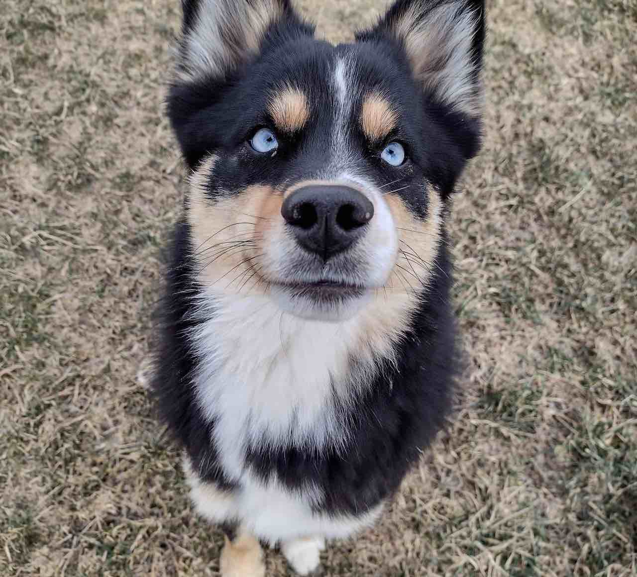 A picture of Tucker, a 4 years 10 months old Other dog.