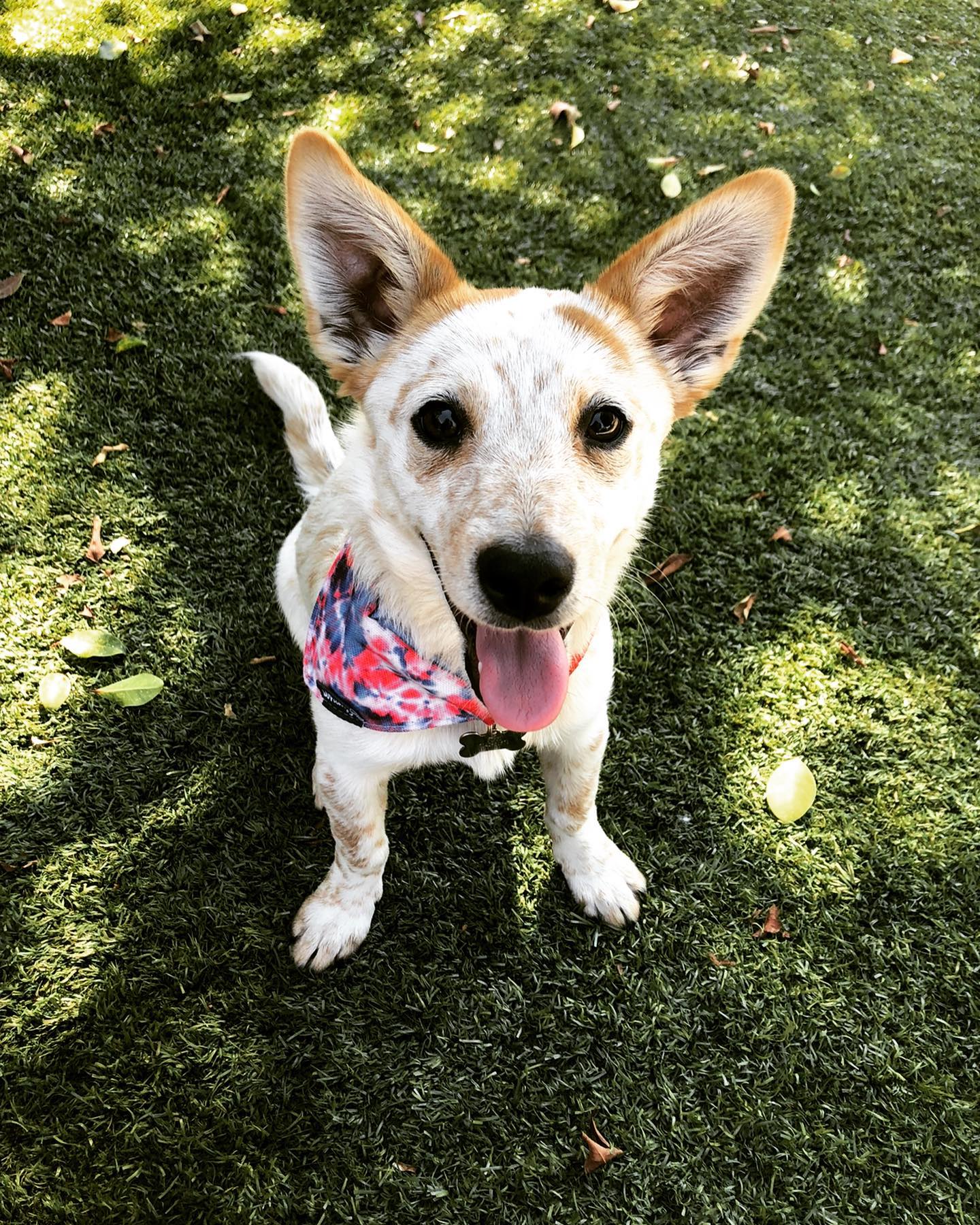 A picture of Pippi, a 4 years 5 months old Other Mix dog.
