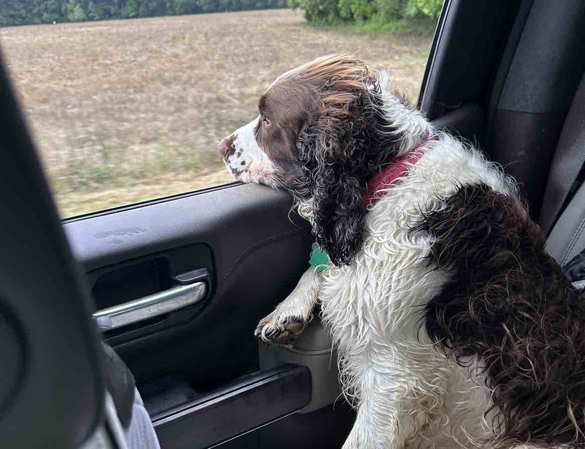 A picture of Daisy May, a 5 years 8 months old Other dog.