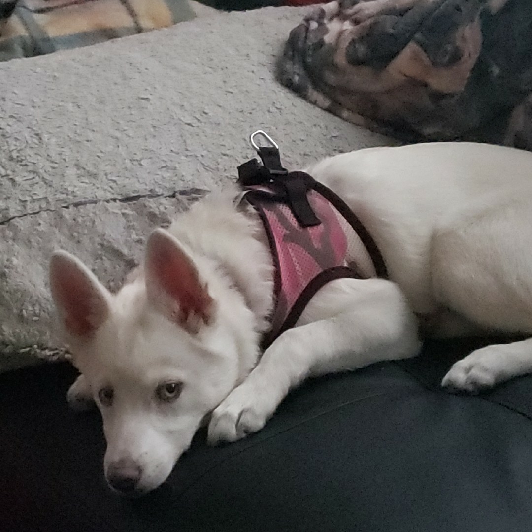 A picture of Yuki, a 2 years 2 months old Other Mix dog.