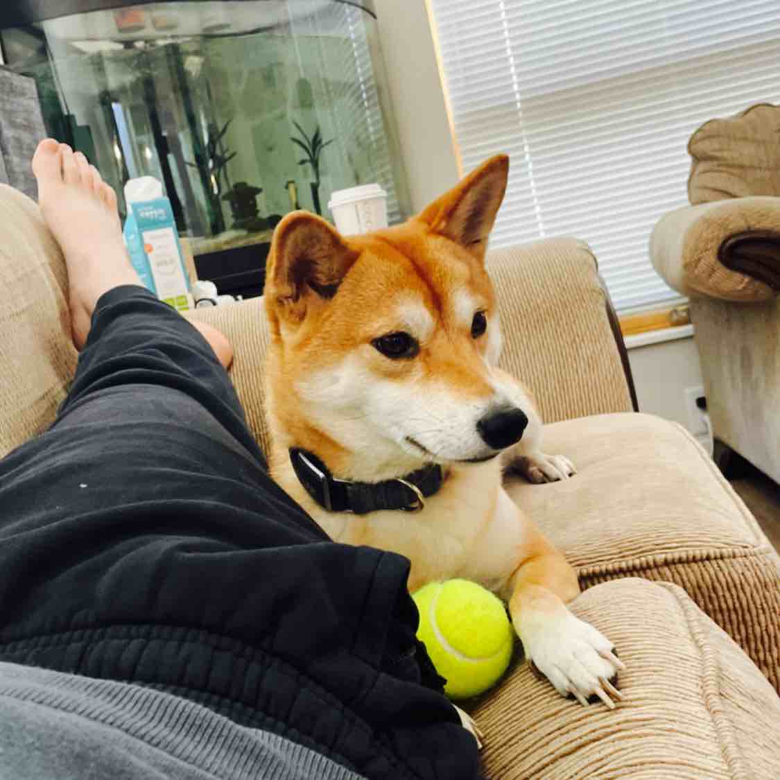 A picture of Ayumi, a 6 years old Other dog.