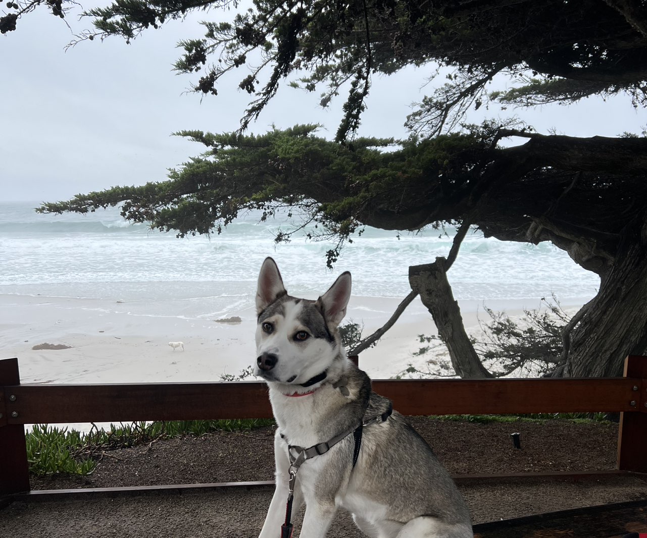 A picture of Jackson, a 2 years 11 months old Other Mix dog.