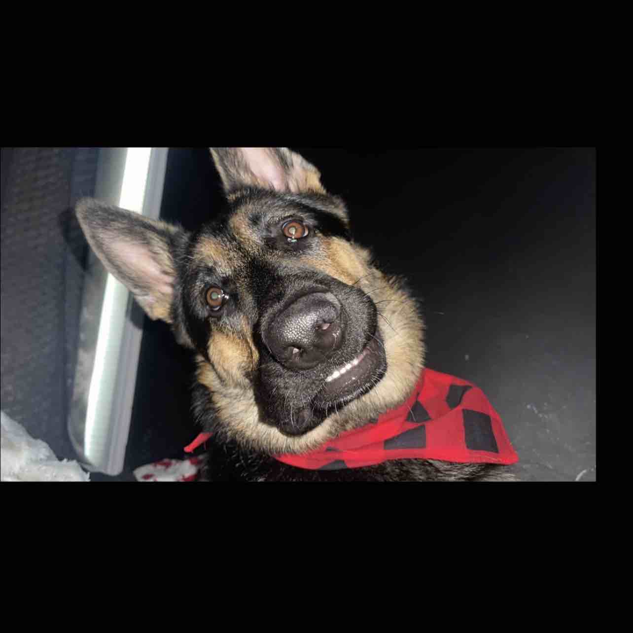 A picture of Banks, a 2 years 11 months old Other dog.