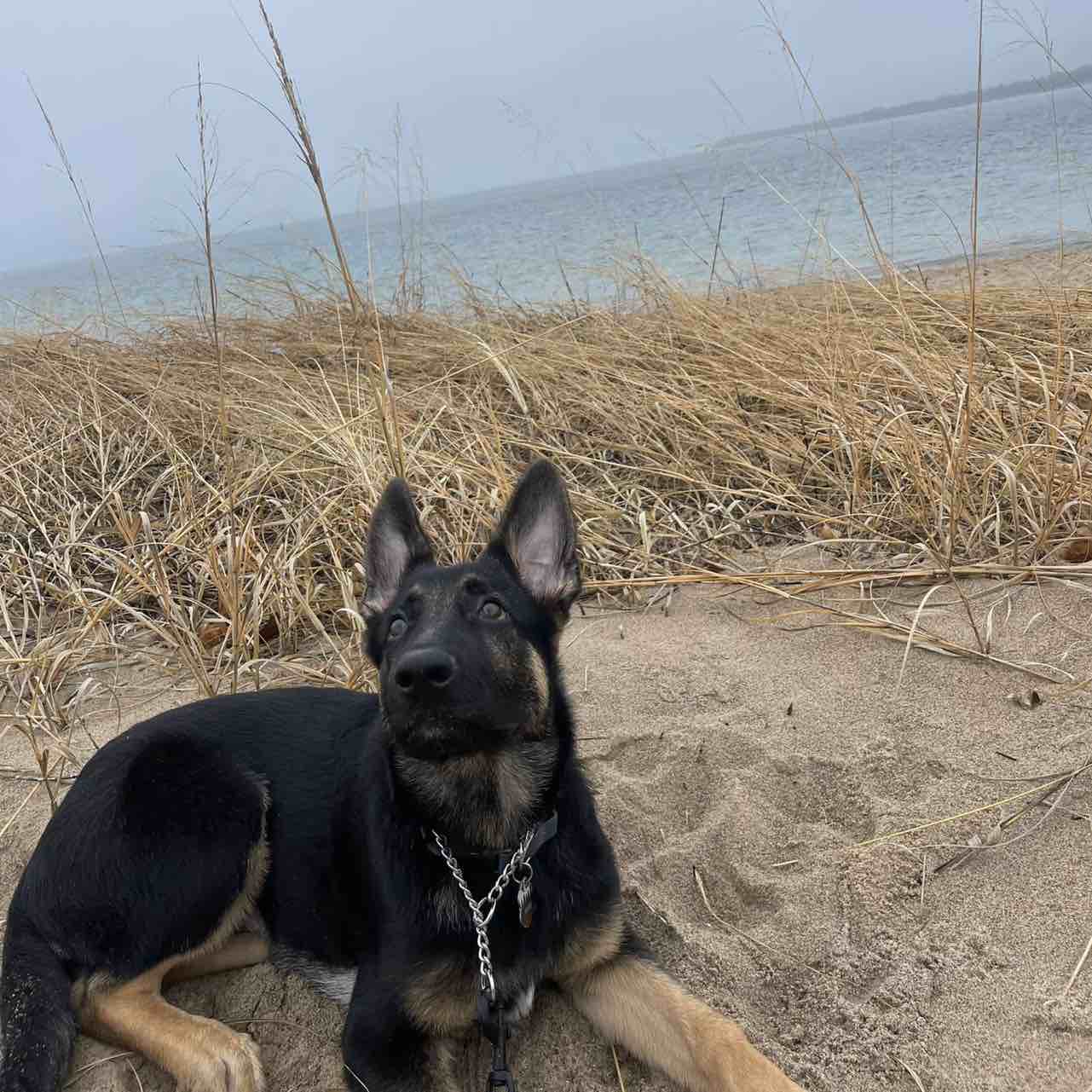 A picture of Banks, a 2 years 11 months old Other dog.