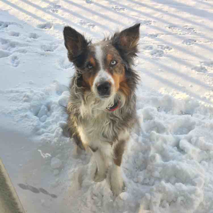A picture of Indiana Jones, a 10 years 1 month old Australian Shepherd dog.