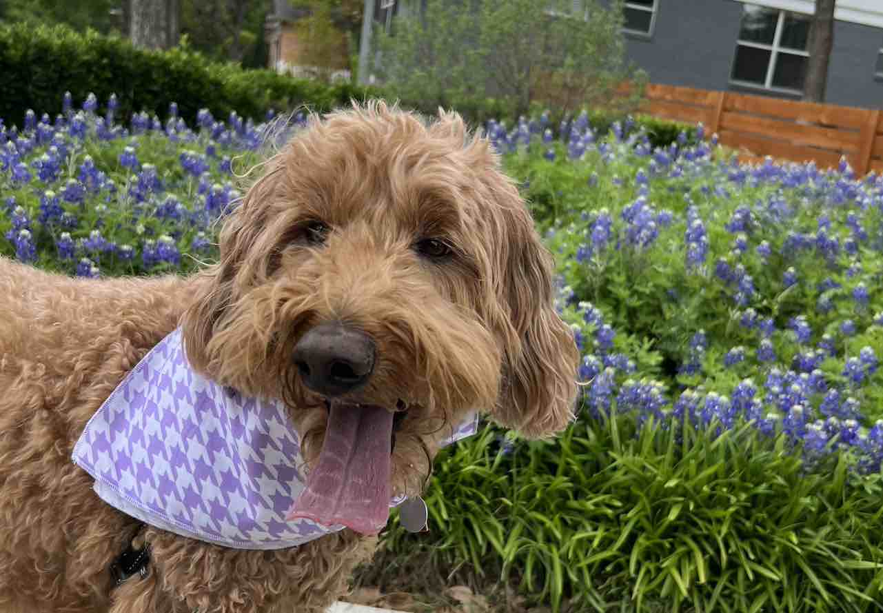 A picture of Tess, a 9 years 7 months old Goldendoodle dog.