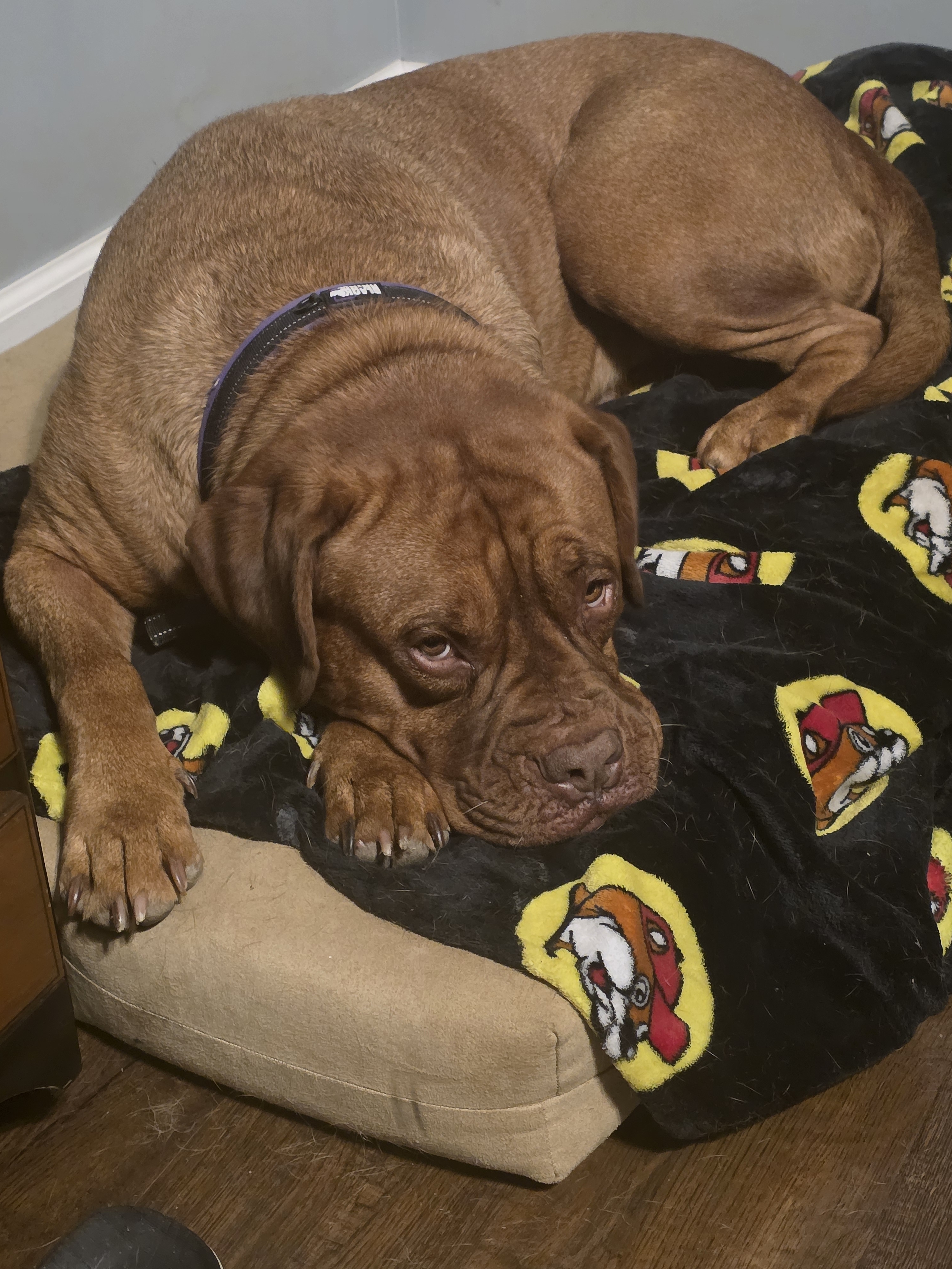 A picture of Chanel, a 4 years 10 months old Other dog.