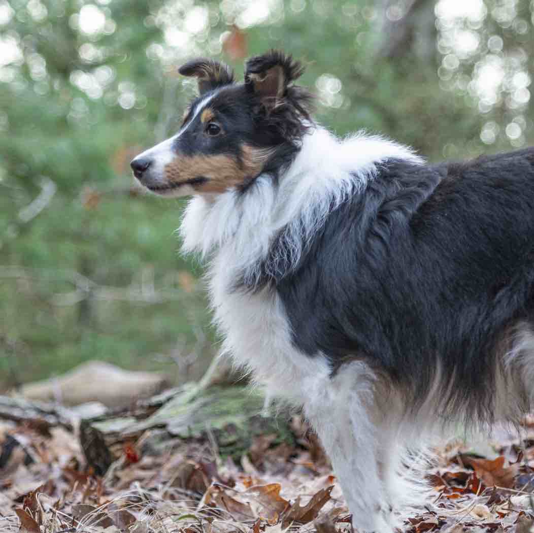 A picture of Thorfinn, a 3 years 1 month old Other dog.