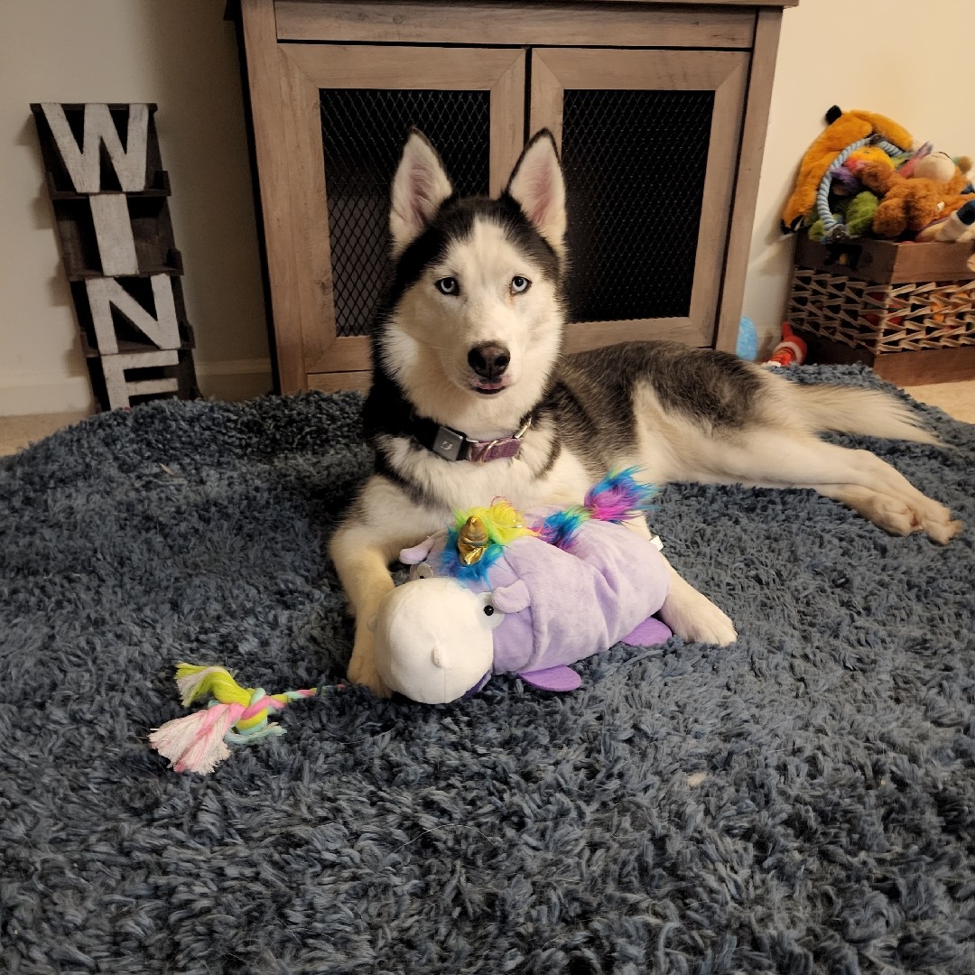 A picture of Angel, a 5 years 4 months old Other dog.