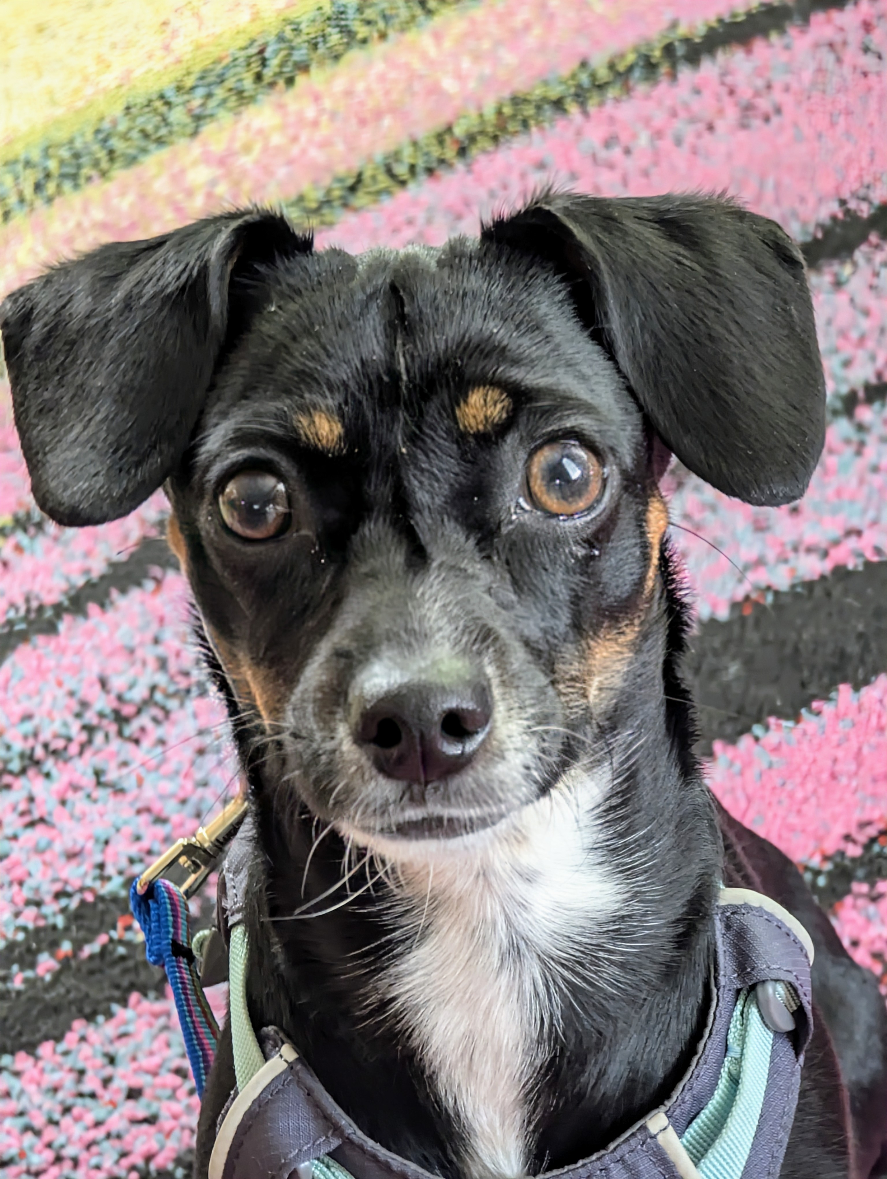 A picture of Pippi, a 1 year 1 month old Other Mix dog.