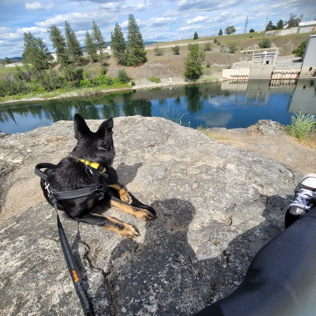 A picture of Kali Key, a 1 year 9 months old Other dog.