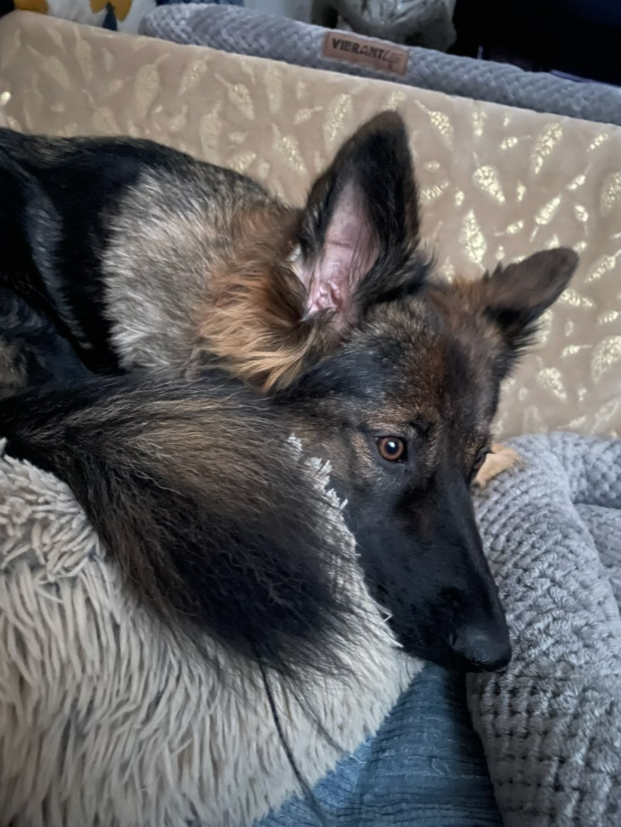 A picture of Katara, a 1 year 8 months old Other dog.