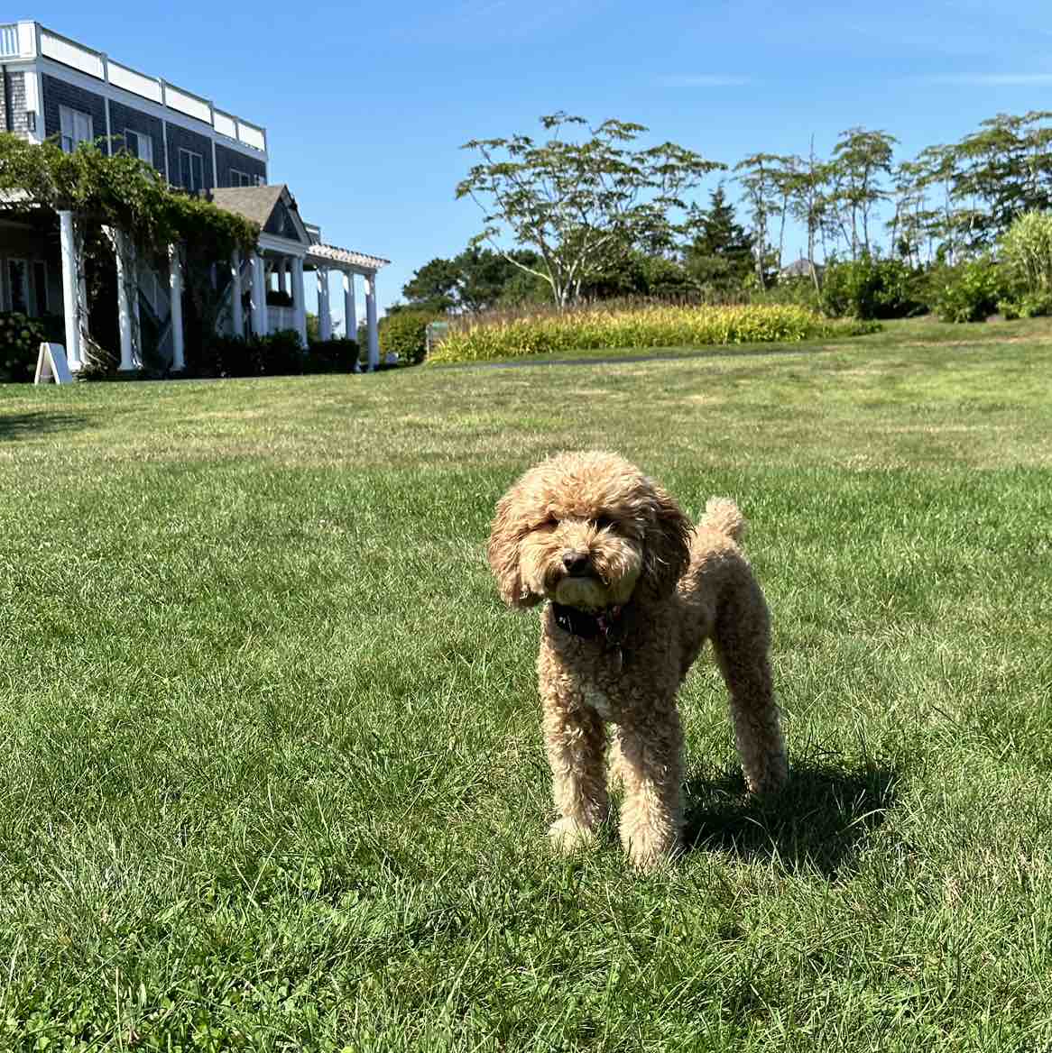 Milly | Fi Smart Dog Collar
