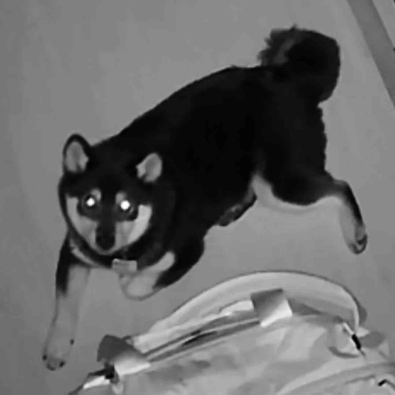 A picture of Kylo Ren, a 2 years 11 months old Other dog.