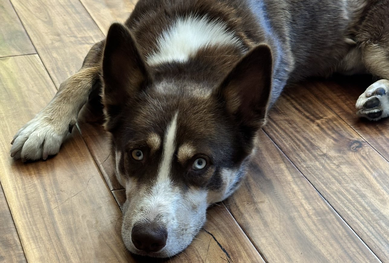 A picture of Dude, a 1 year 3 months old Other dog.