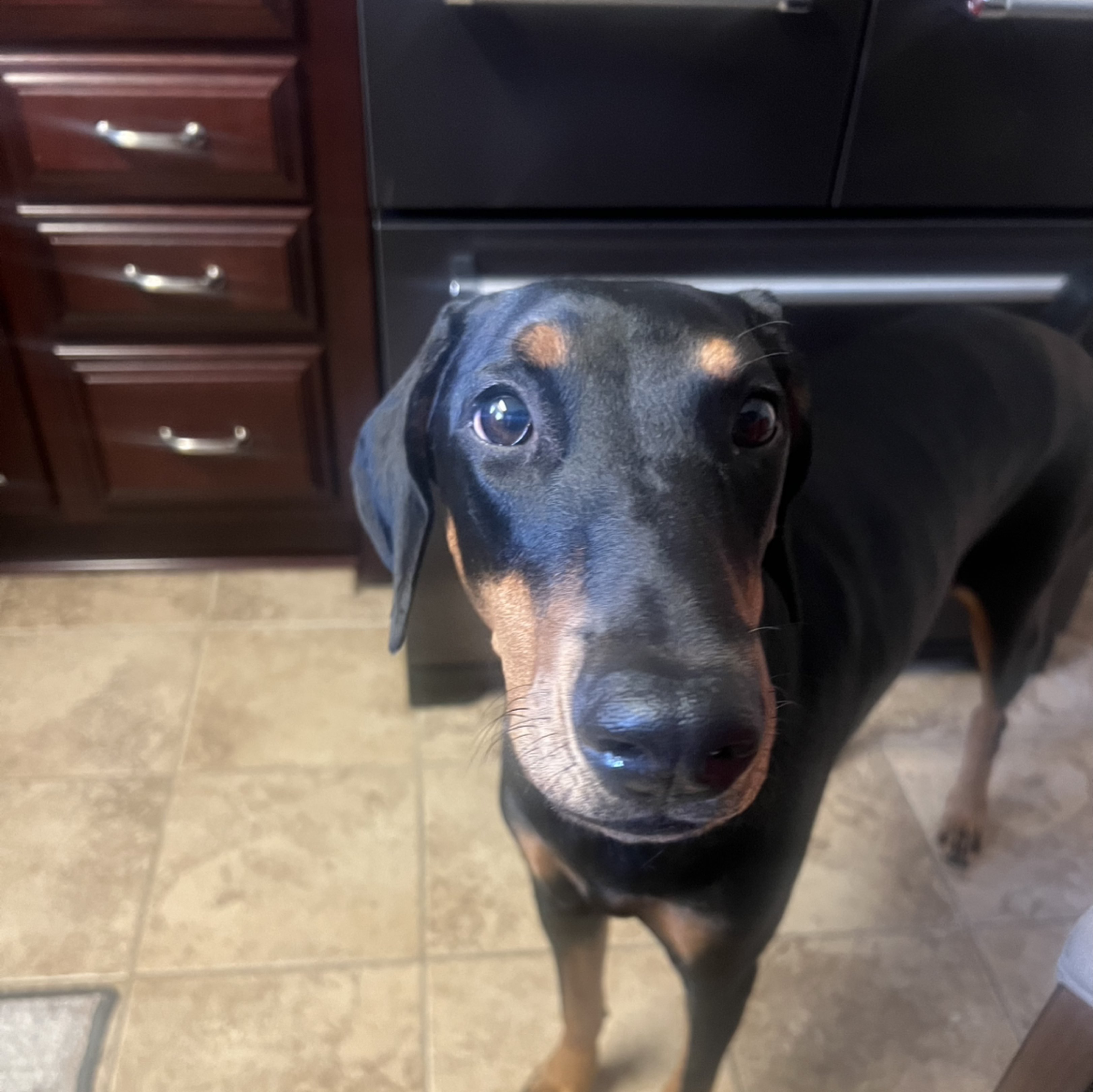 A picture of Chani, a 1 year 4 months old Other dog.