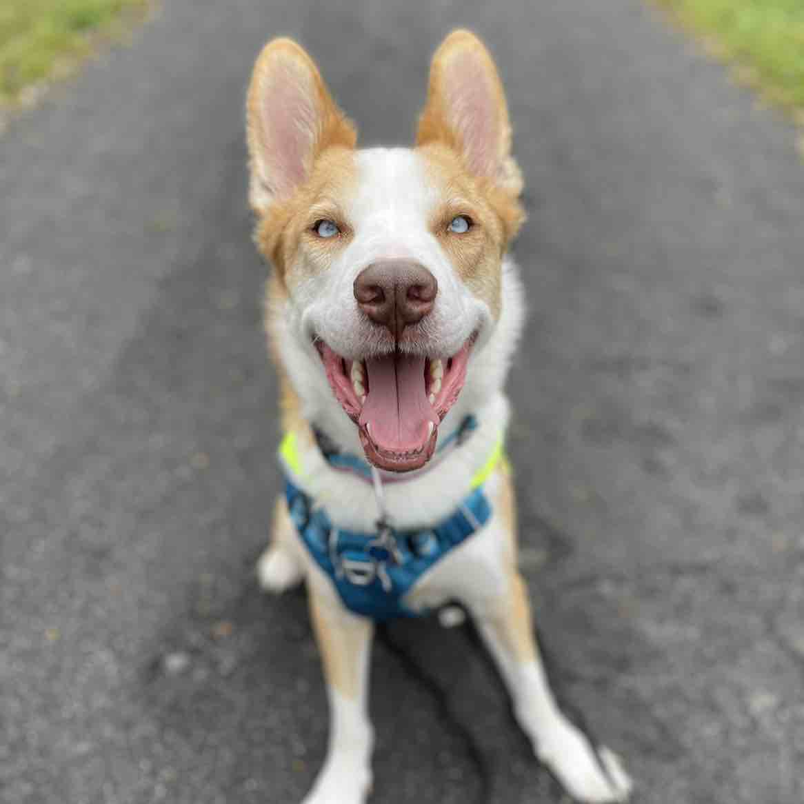 A picture of Neji, a 7 years 1 month old Other Mix dog.