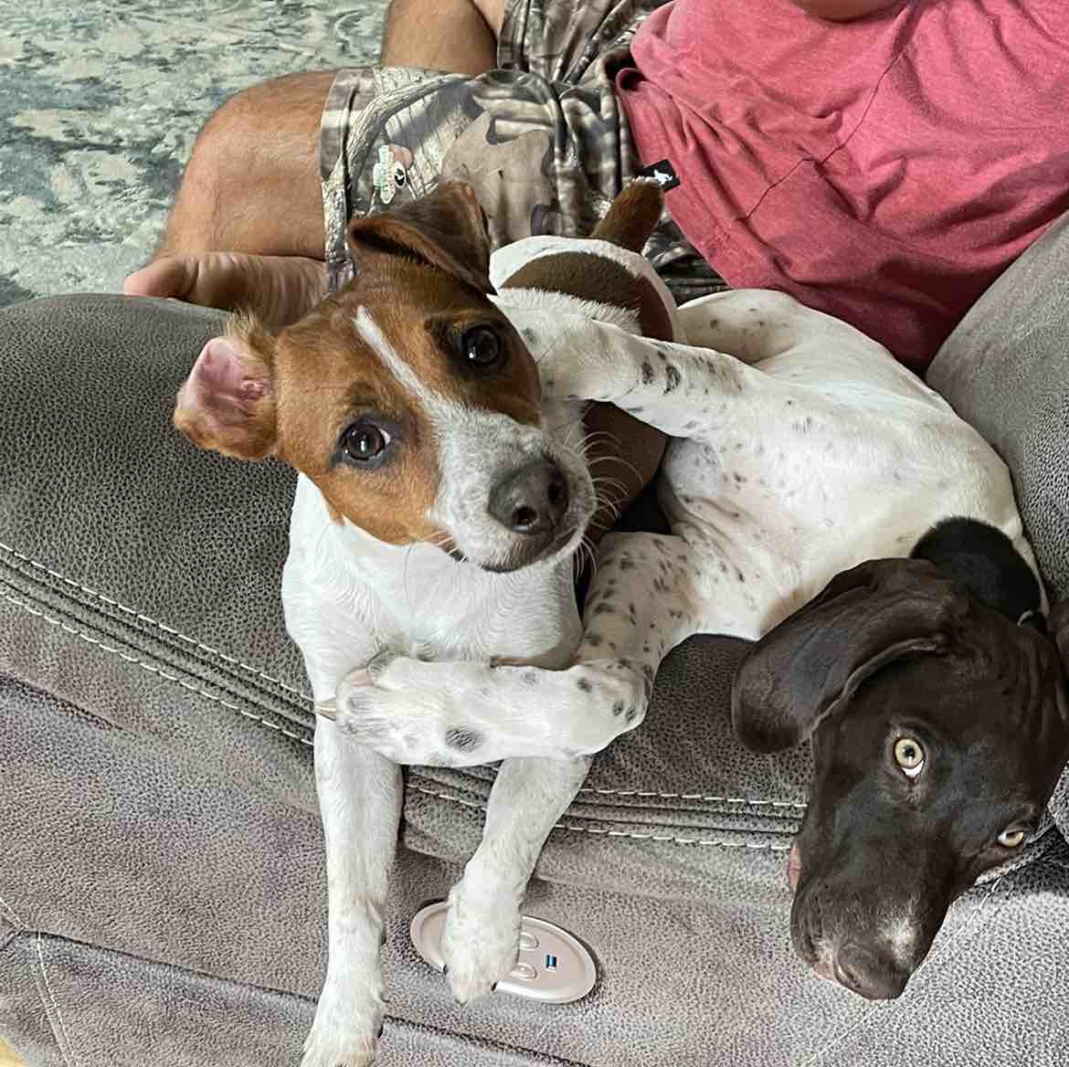 A picture of Frankie, a 3 years 10 months old Other dog.