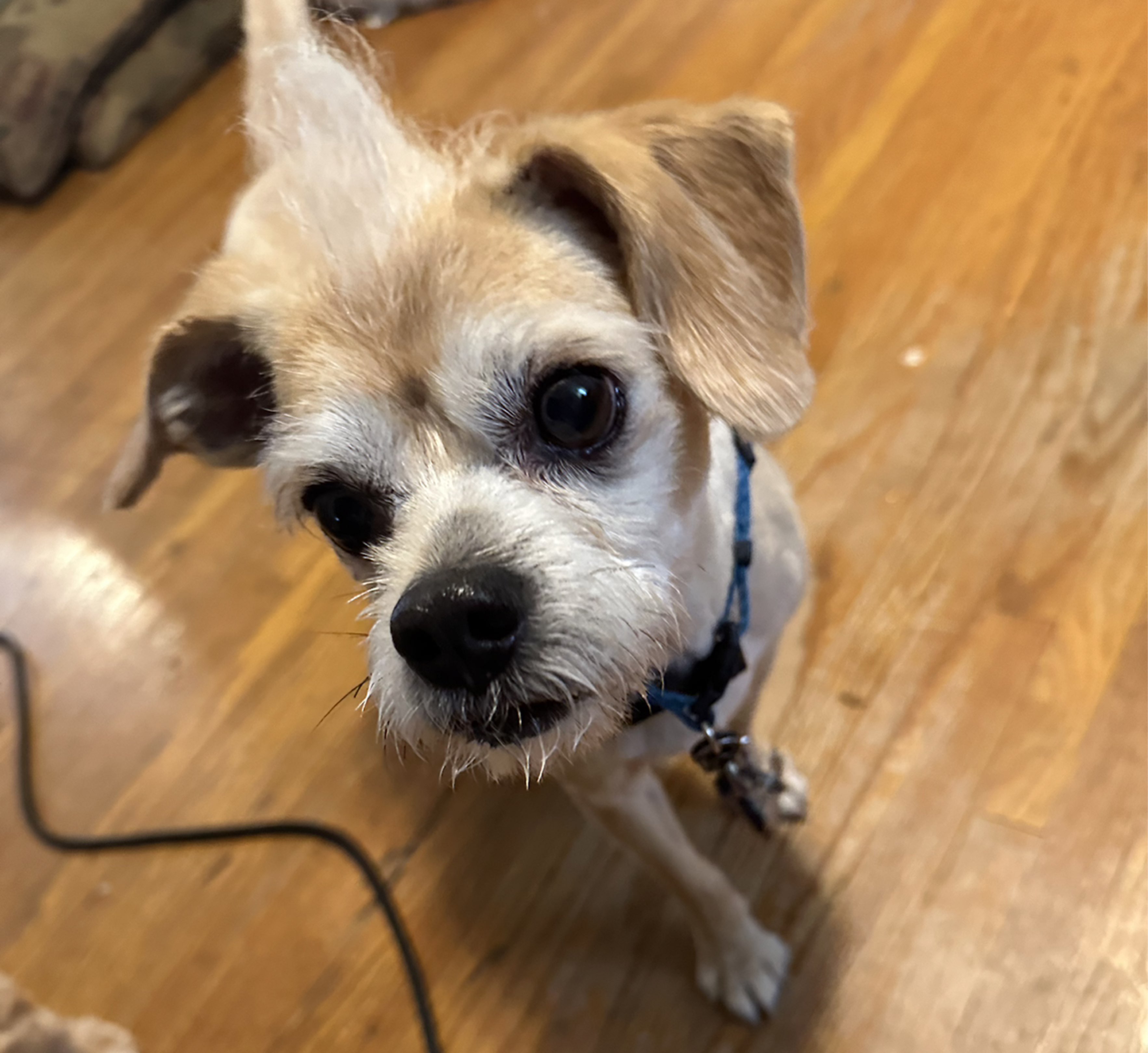 A picture of Murphy, a 11 years 9 months old Other Mix dog.