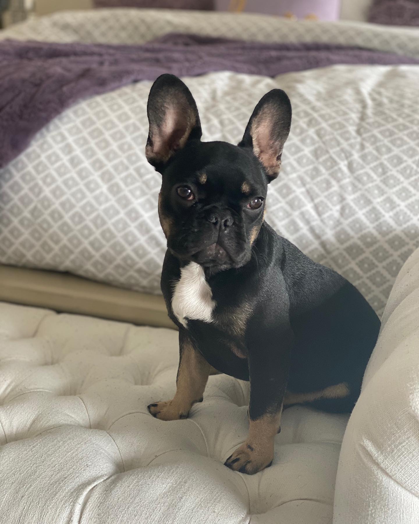 A picture of Leo Christopher Criscuolo, a 5 years 10 months old Other dog.