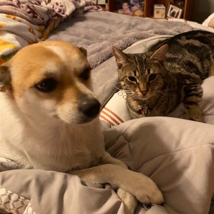 A picture of Missy Mae🐶 & Sophie Rose🐕, a 5 years 8 months old Other Mix dog.