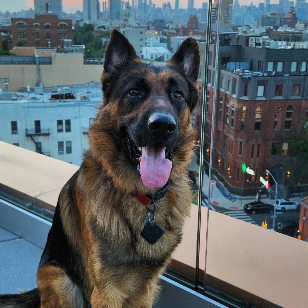 A picture of Sniper, a 4 years 9 months old Other dog.