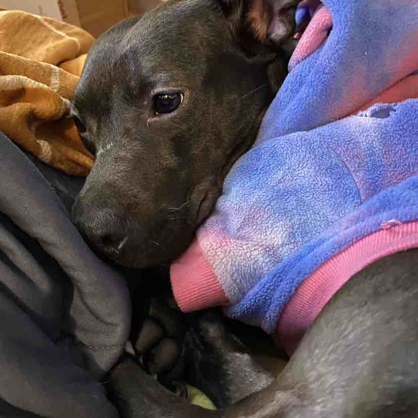 A picture of Luna Lynn, a 5 years 11 months old Other Mix dog.