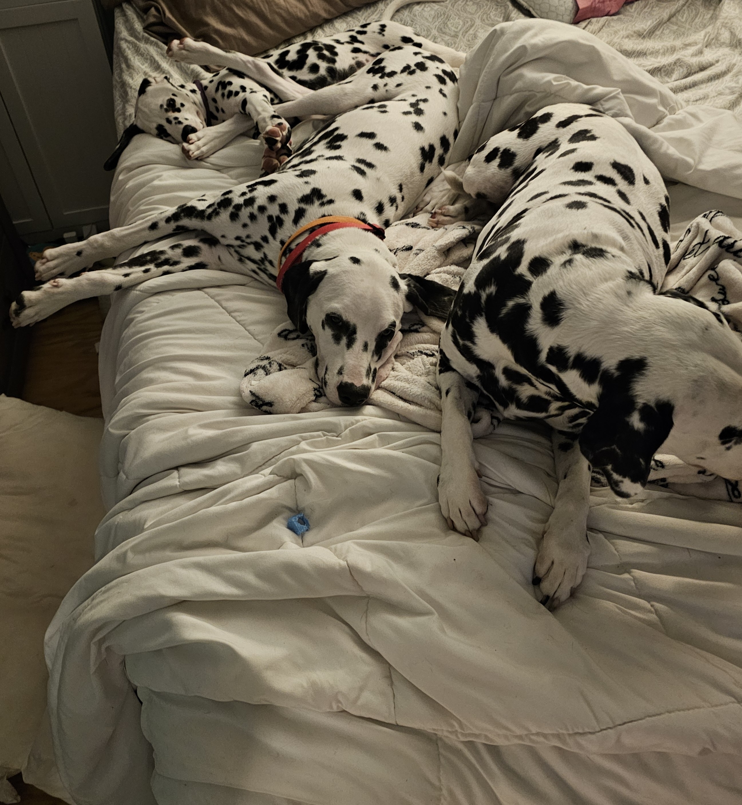 A picture of Zuma, a 7 months old Other dog.