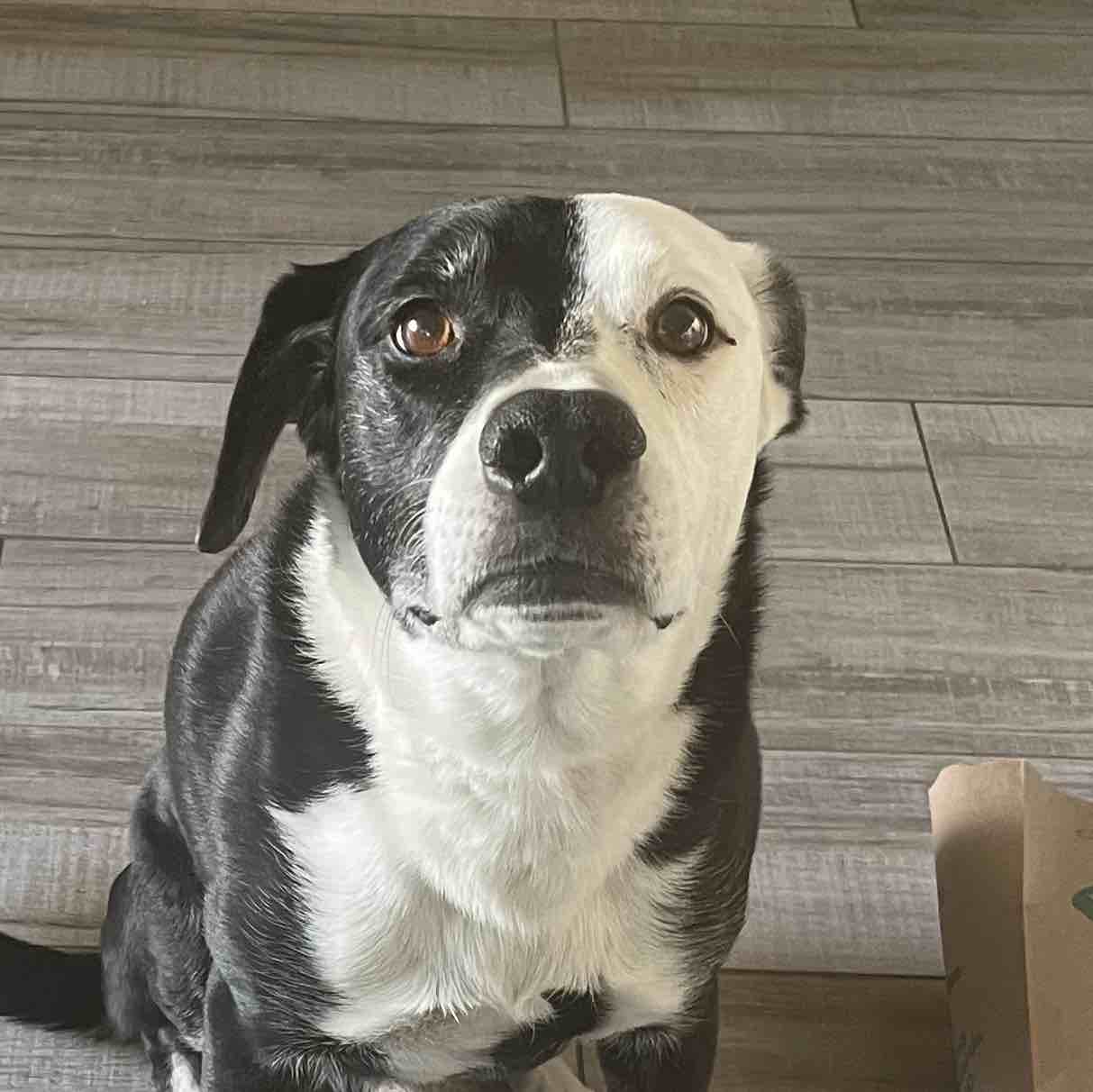 A picture of Joe-Bama, a 15 years 3 months old Other Mix dog.