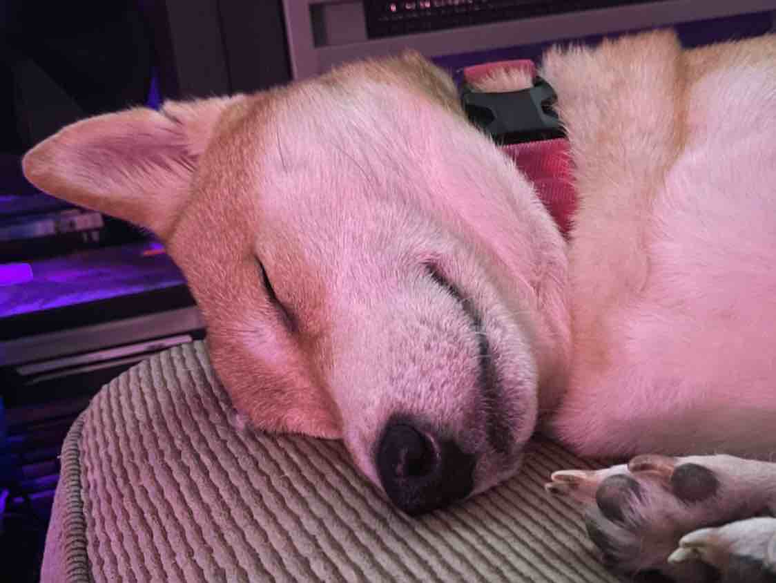 A picture of Ayumi, a 6 years old Other dog.