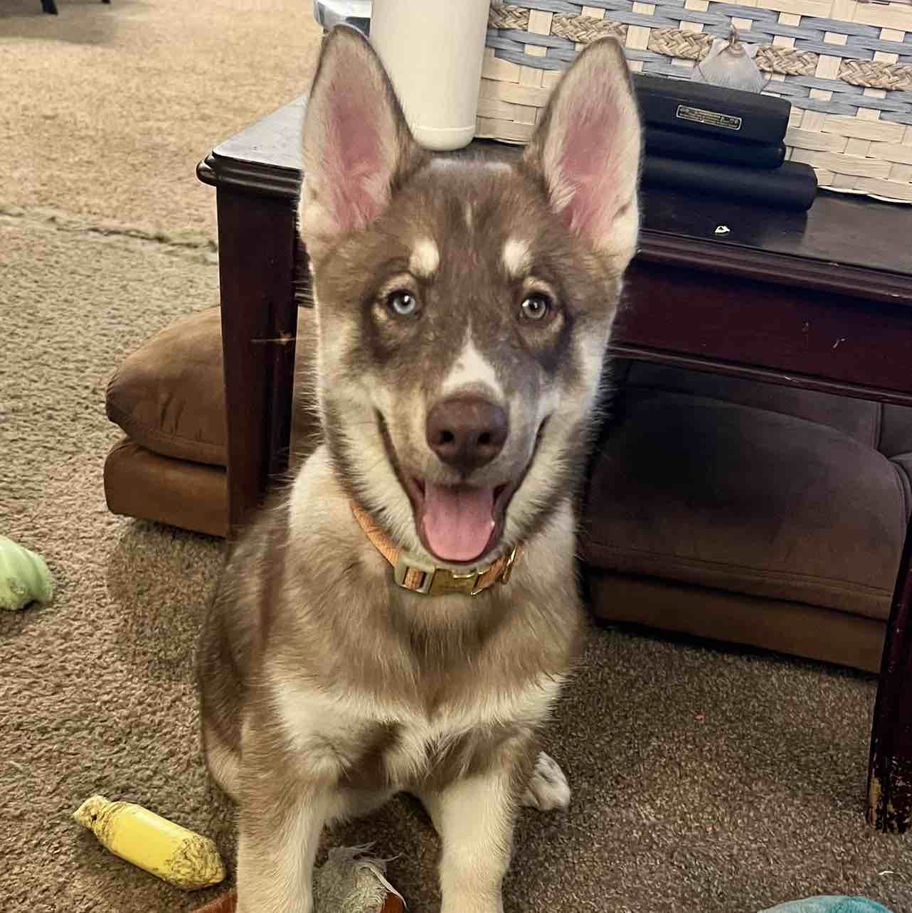 A picture of Yusuke, a 2 years 5 months old Siberian Husky dog.