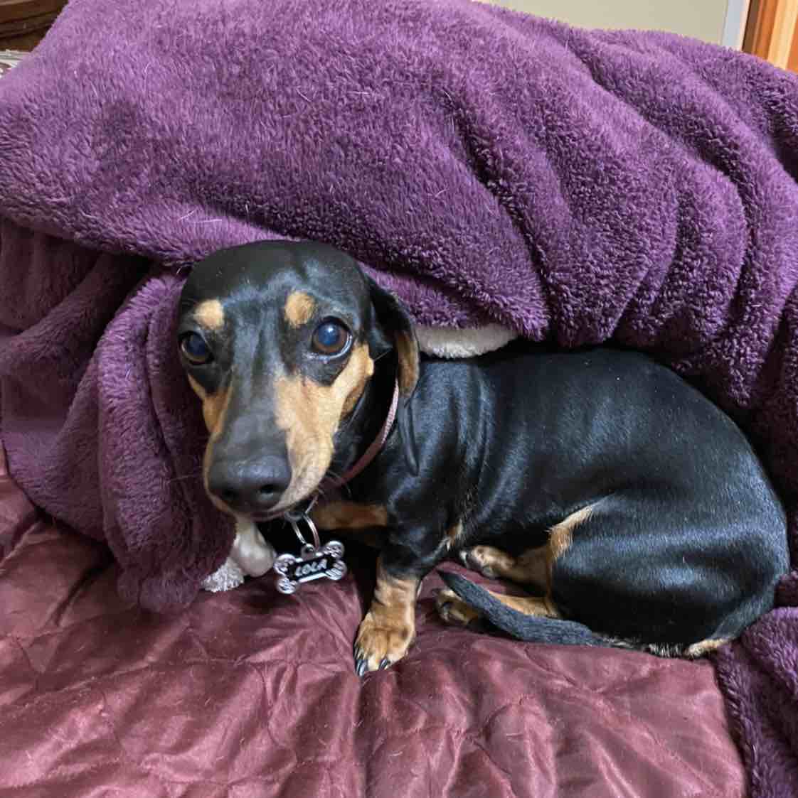 A picture of Lolita, a 11 years 8 months old Other dog.