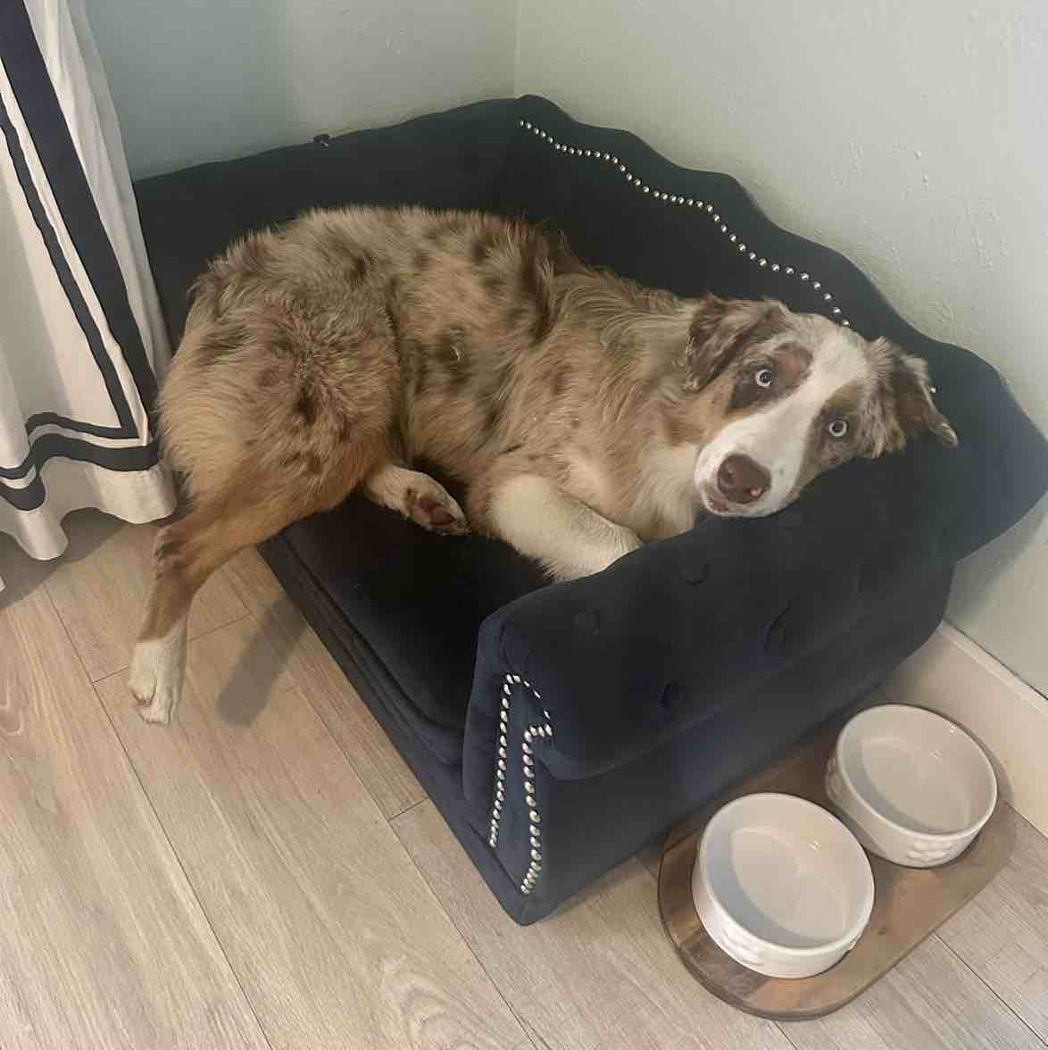 A picture of Calico, a 3 years 3 months old Other dog.