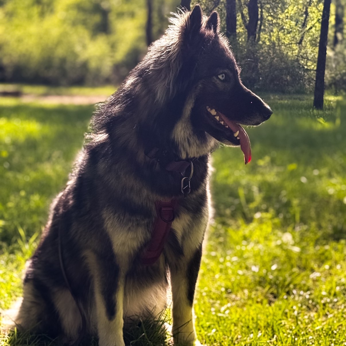 A picture of Rhea, a 1 year 10 months old Other dog.