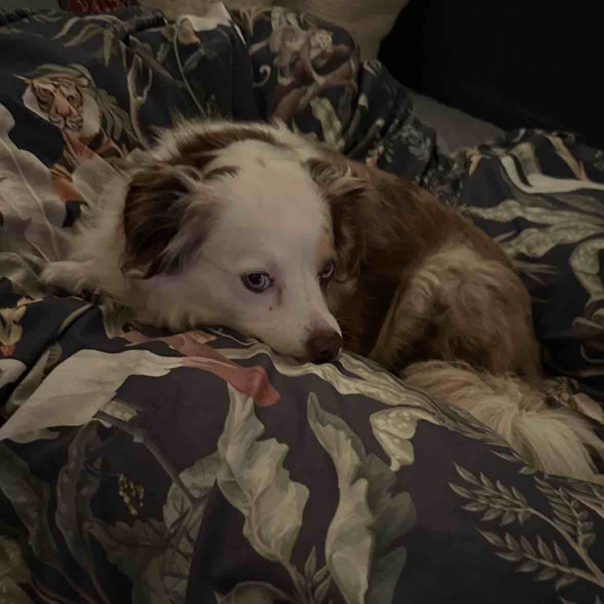 A picture of Frika, a 9 years 4 months old Miniature American Shepherd dog.