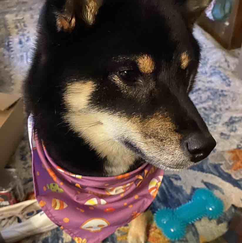 A picture of Chihiro, a 3 years 10 months old Other dog.