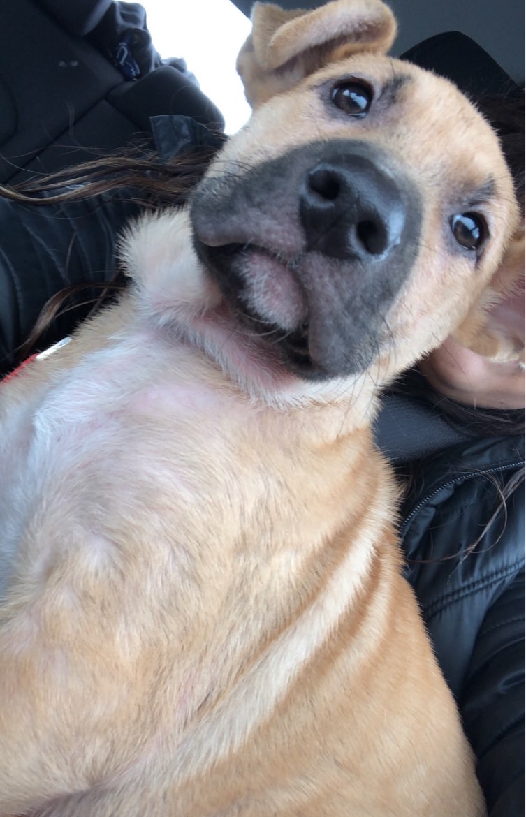 A picture of Tsunade, a 3 years 6 months old Other Mix dog.