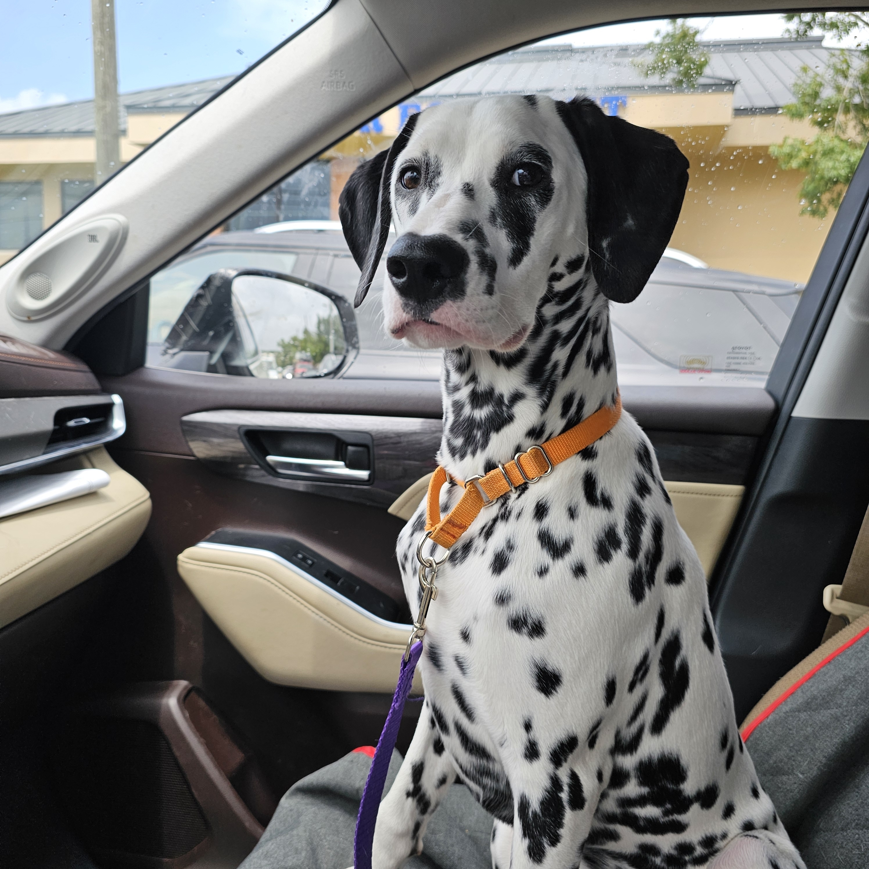 A picture of Zuma, a 7 months old Other dog.