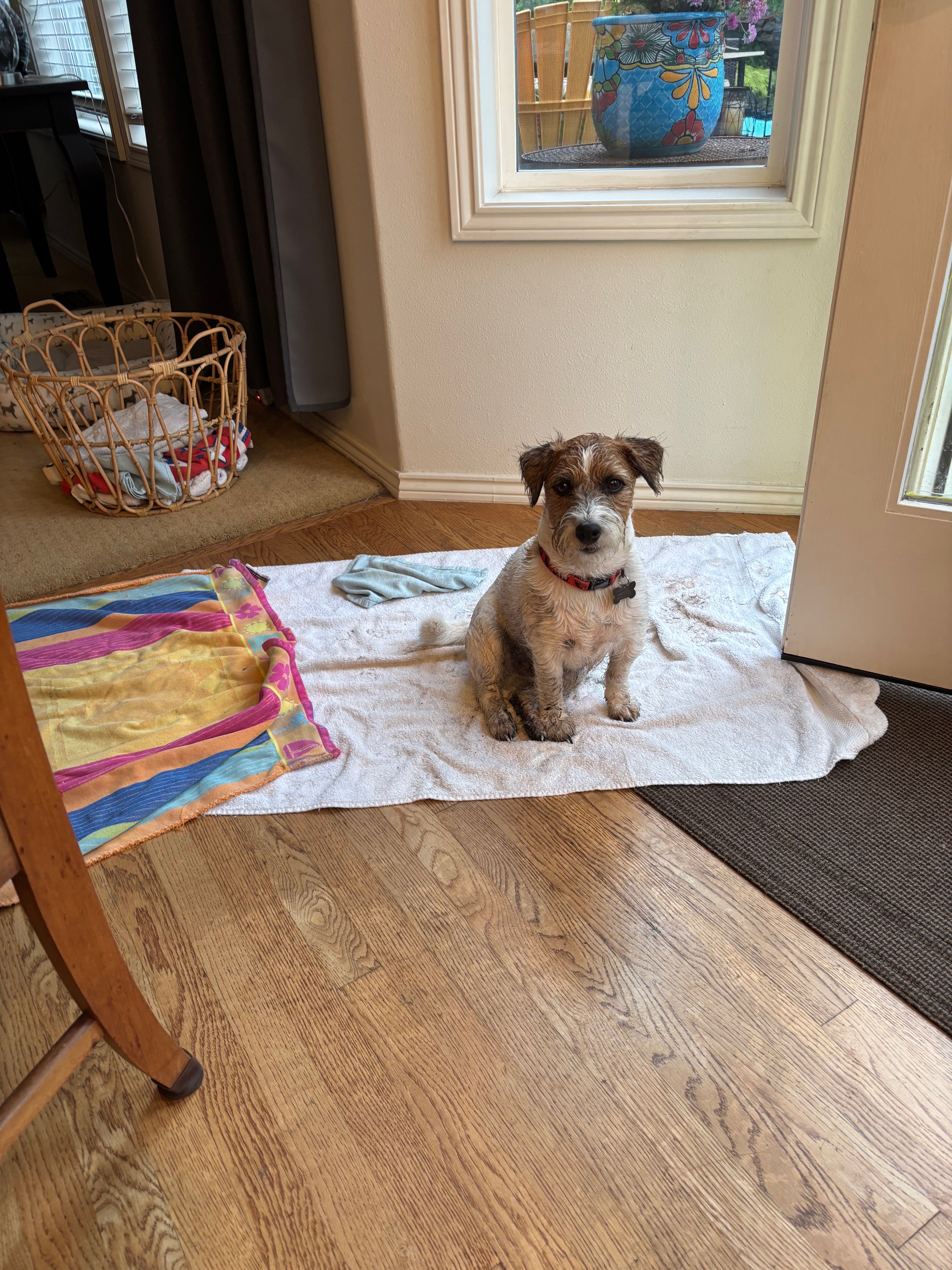 A picture of Clark, a 3 years 2 months old Jack Russell Terrier dog.
