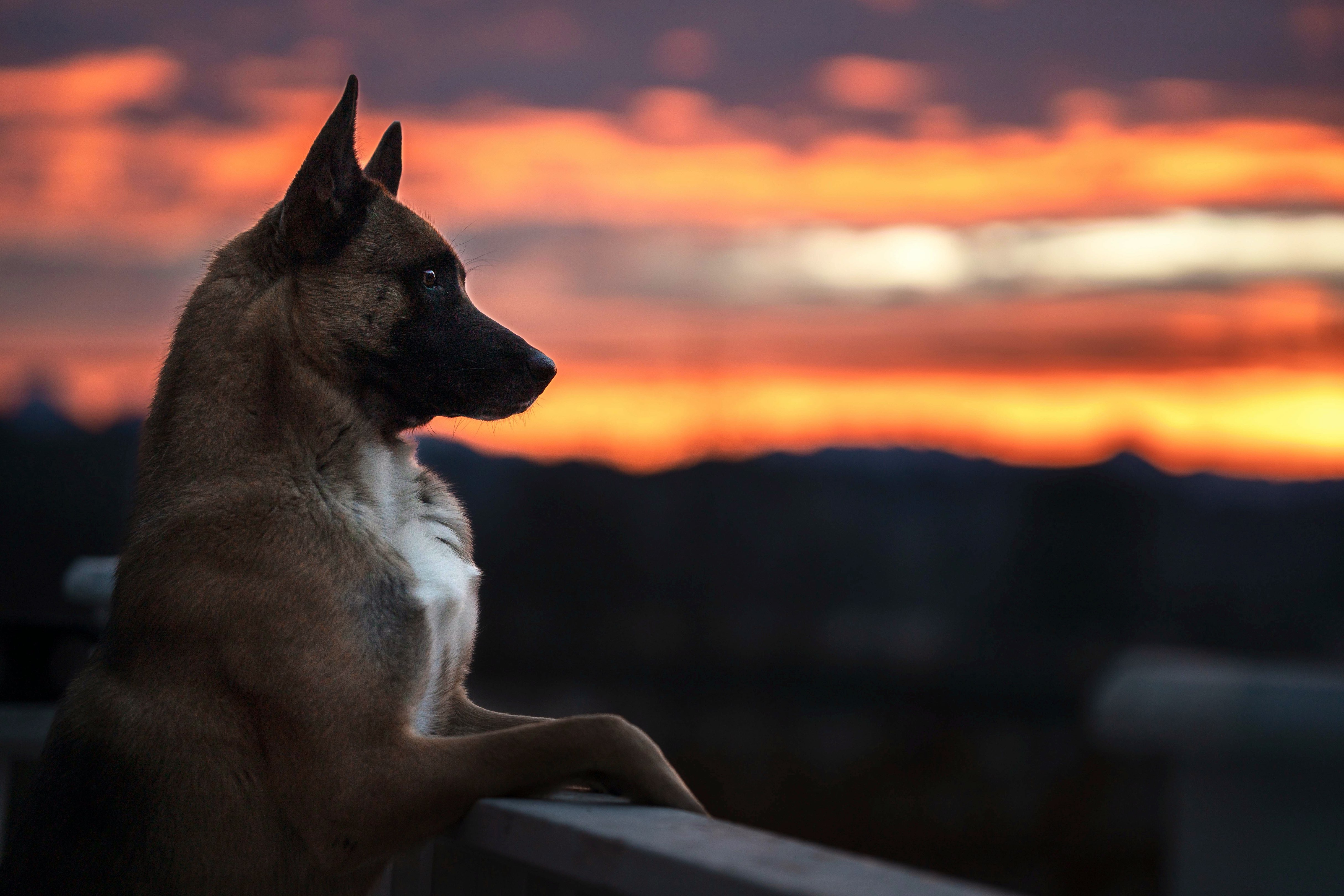A picture of Silo, a 9 years 5 months old Other dog.