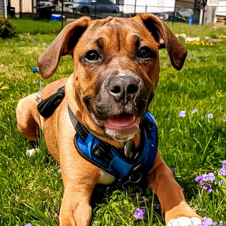 A picture of Lapua, a 4 years 11 months old Pit Bull Mix dog.