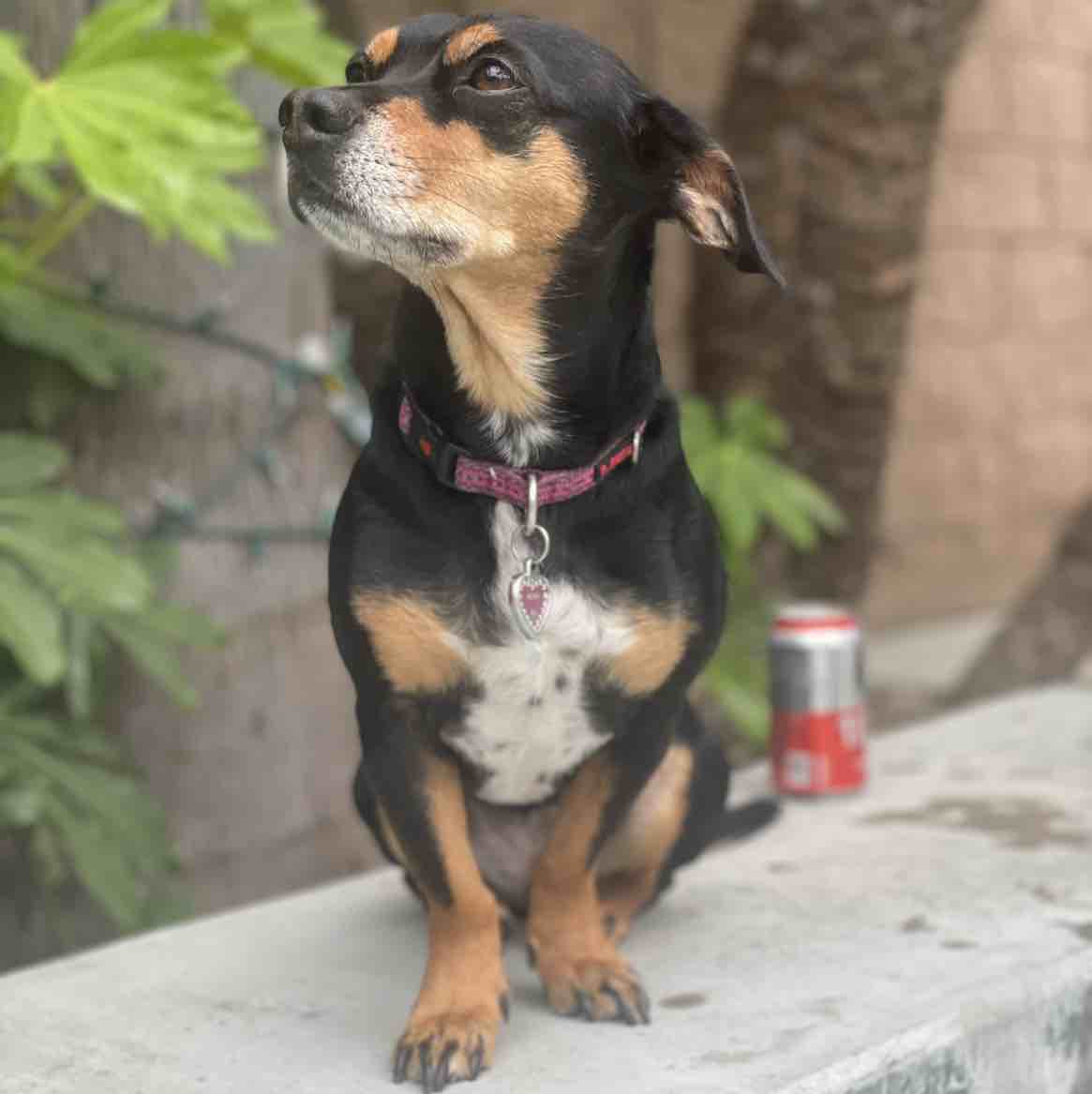 A picture of Rema, a 10 years old Other Mix dog.