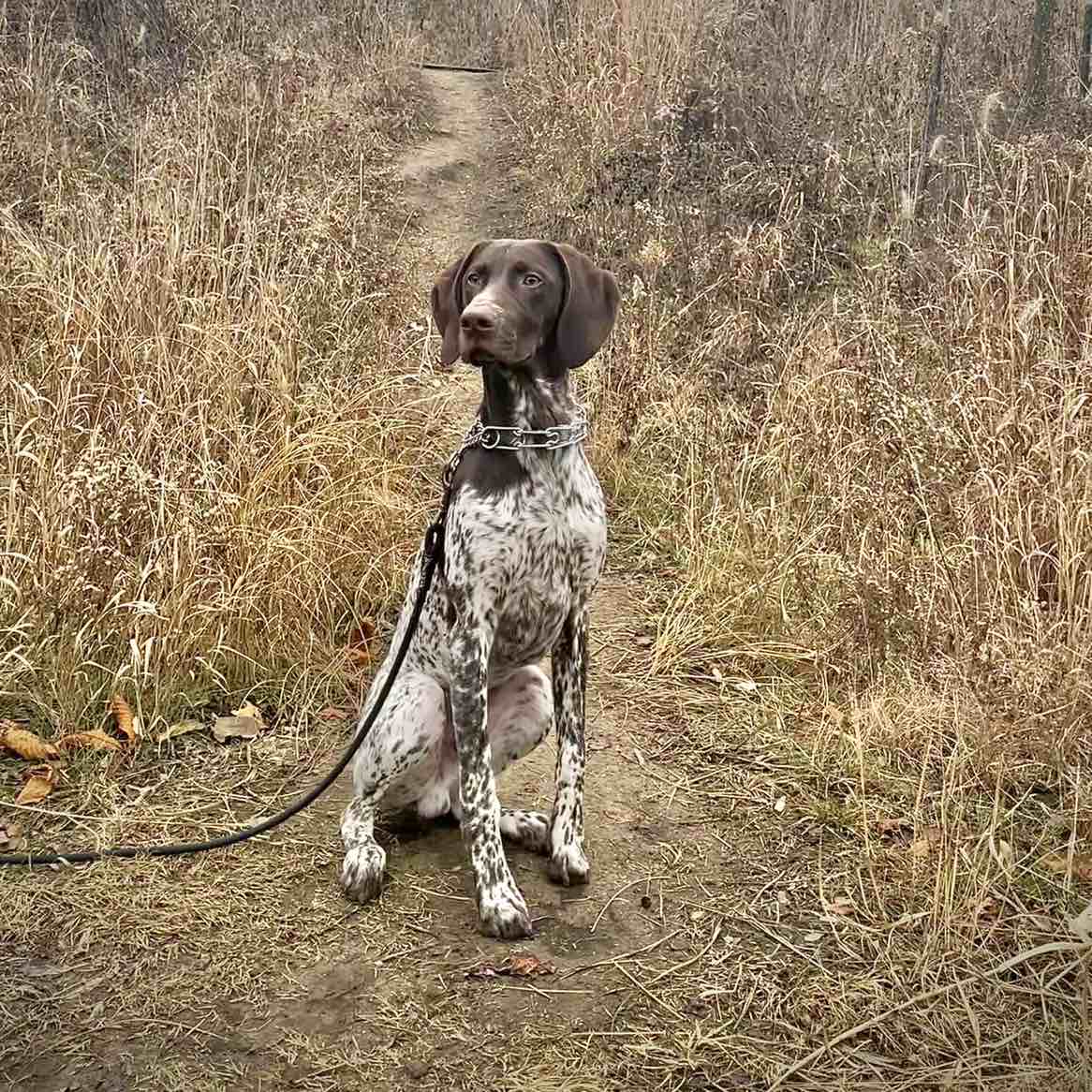 A picture of Calupoh, a 4 years 4 months old Other dog.