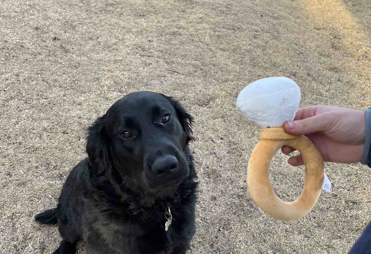 A picture of Athens, a 3 years 5 months old Other dog.