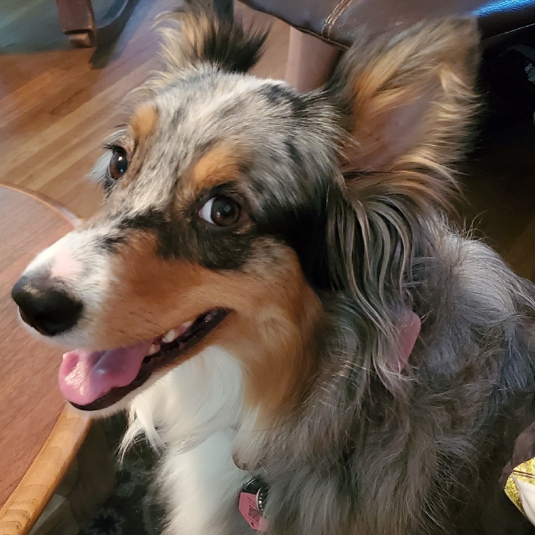 A picture of Opal, a 5 years 3 months old Other dog.