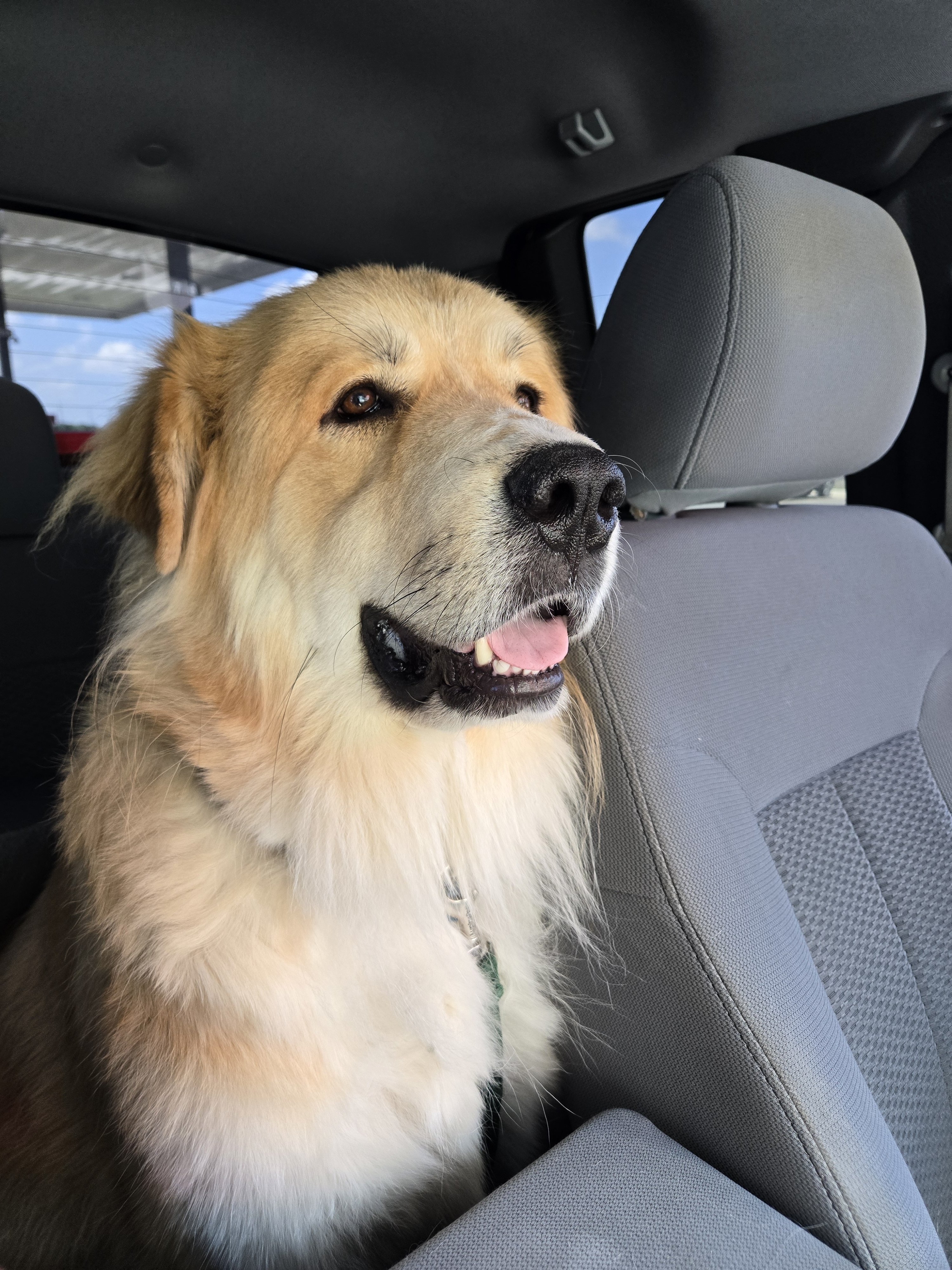 A picture of Ruffles, a 2 years 11 months old Other Mix dog.