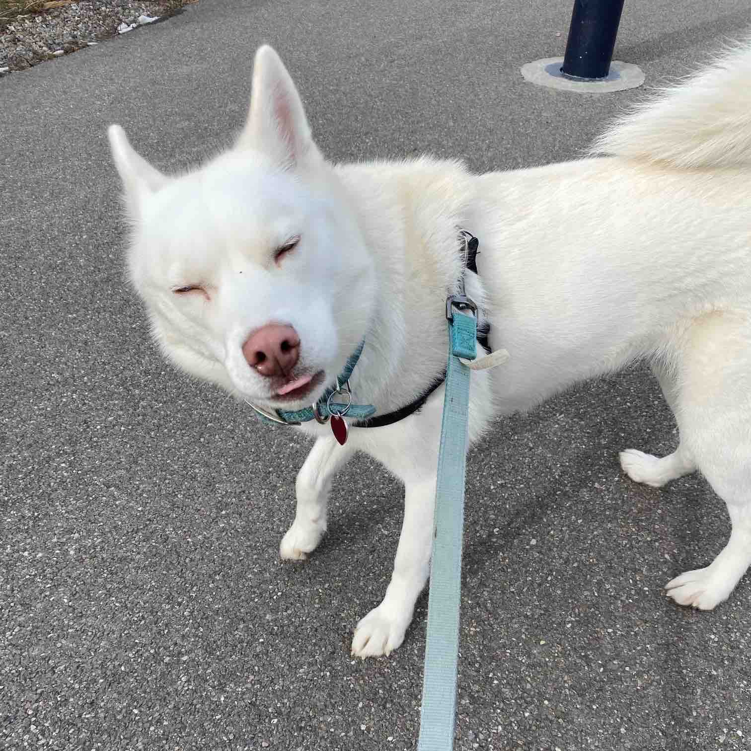 A picture of Zima, a 7 years 7 months old Other dog.