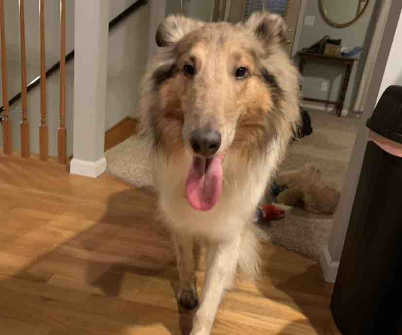 A picture of Prince Wendell, a 5 years 7 months old Other dog.