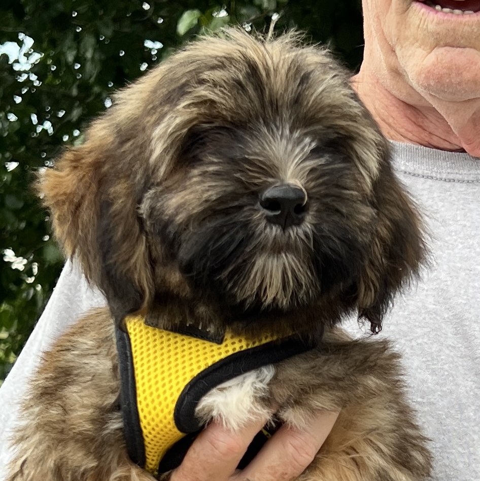 A picture of Bodhi, a 3 months old Other dog.